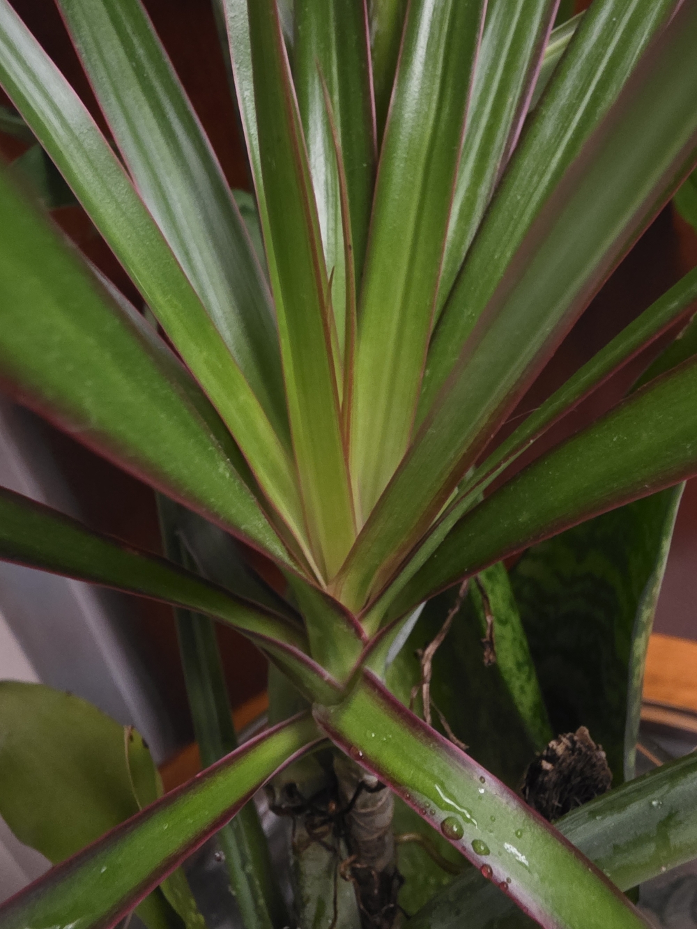Green and Purple Indoor Dracaena Accent Plant -